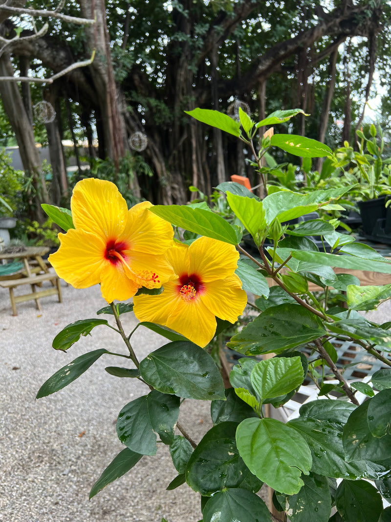 Hibiscus